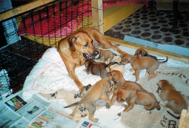 Chaamena_packt_mit_an