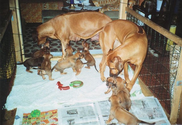 Chameena_alsHilfskellner