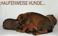haufenweise_hunde